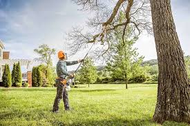 How Our Tree Care Process Works  in  Churchill, OH